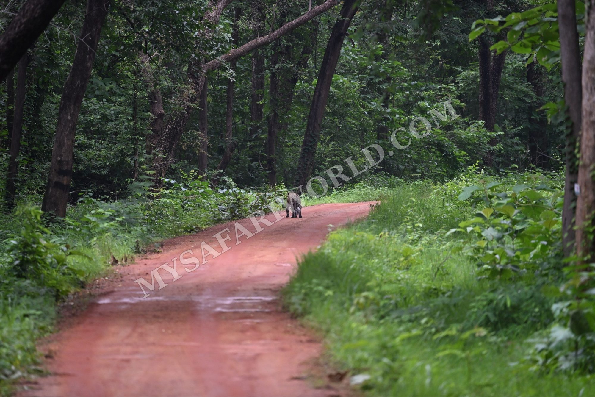 Forest track through dense green jungle